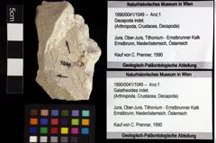 Foto (Objket + Etiketten) von Galatheoidea indet. 